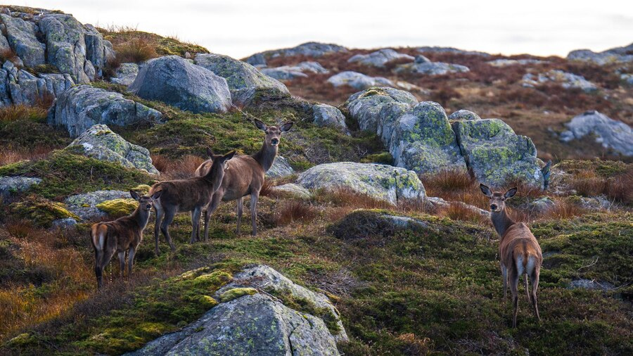 Wildlife Watching in Iceland